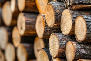pile of wood logs