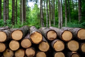 wood logs in the forest