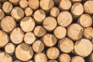 log spruce trunks pile