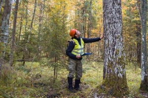 arborist inspecting a tree