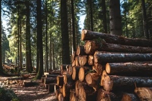 wood logs in forest