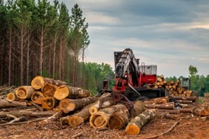 a forestry crane picking up freshly cut trees in a clearing