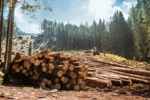 log stacks along the forest road