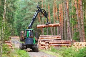the harvester working in a forest