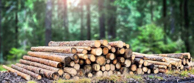 the logging timber forest wood industry