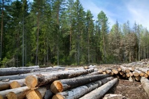 timber harvesting