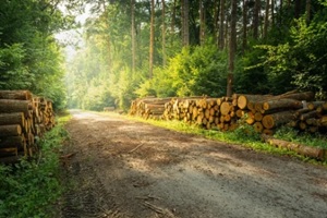 wood logs placed on the sides of road
