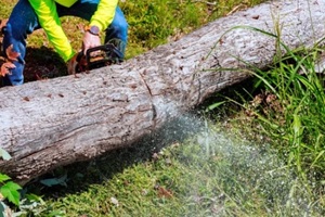 arborist cutting wood log with a chainsaw