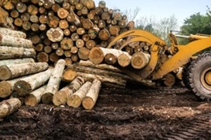 forklift truck grabs wood in a wood processing plant