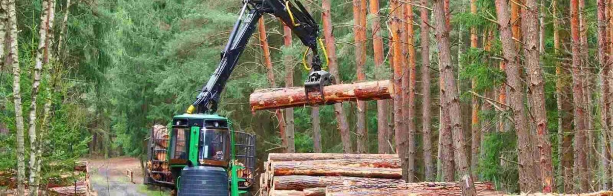 The Financial Impact of Not Having Forestry Insurance