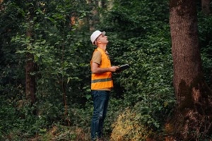 arborist inspecting a tree