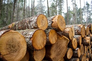 extended pile of cut timber logs stacked outdoors with visible growth rings and natural wood texture