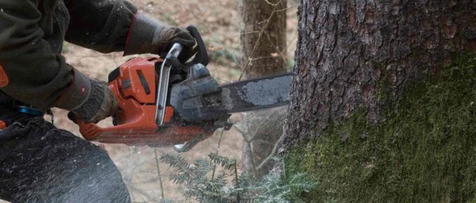 lumberjack with chainsaw working in the forest - forestry insurance