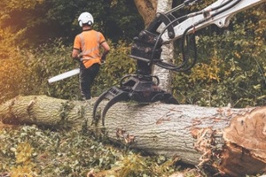 arborist cutting tree into chunks with petrol chainsaw