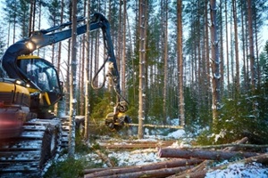 forest harvester felling a pine tree