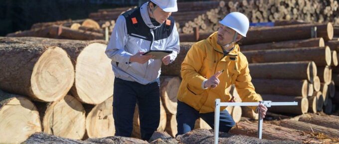 two asian forestry executives measuring width of a log