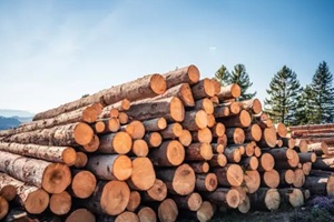 log spruce trunks pile