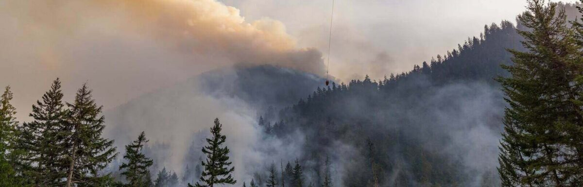 How Forestry Insurance Covers Reforestation Costs After a Wildfire