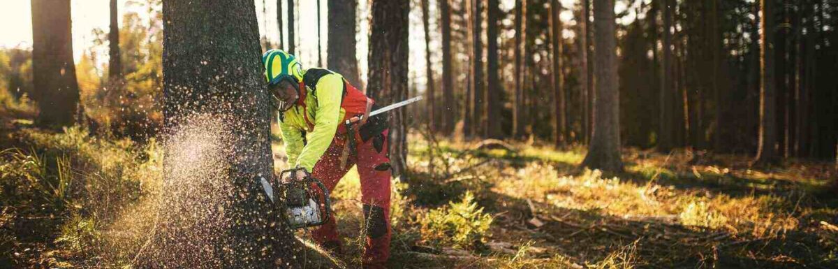How to Document a Forestry Insurance Claim After Timber Loss
