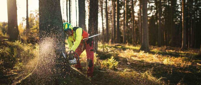 logger man cutting a tree with chainsaw