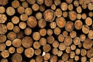 stacked wooden logs background texture of harvested pine timber